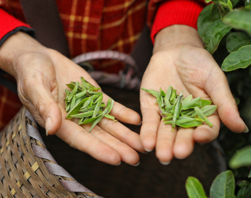 Workers pick tea leaves at tea plantation in Hongshawan