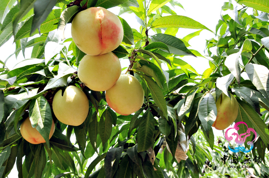 Yangshan Peach Blossom Festival