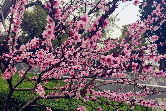 The 19th Wuxi (China) Yangshan Peach Blossom Festival