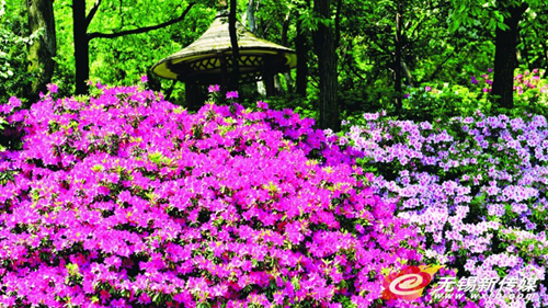 Wuxi to hold China Azalea Exhibition