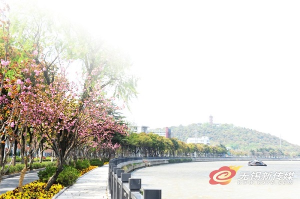 Places to enjoy cherry blossoms in Wuxi