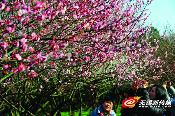 Spring Festival watch: Wuxi revels in festive flair