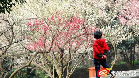 Plum Blossom Festival unveils