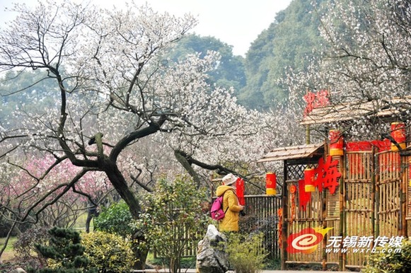 Plum Blossom Festival unveils