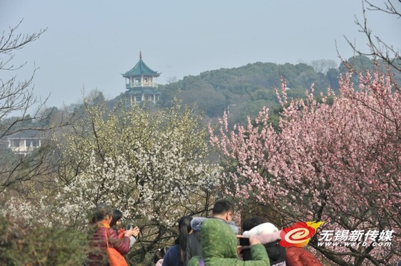 Plum Blossom Festival unveils