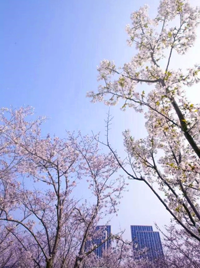 Cherry blossom viewing destinations in Wuxi