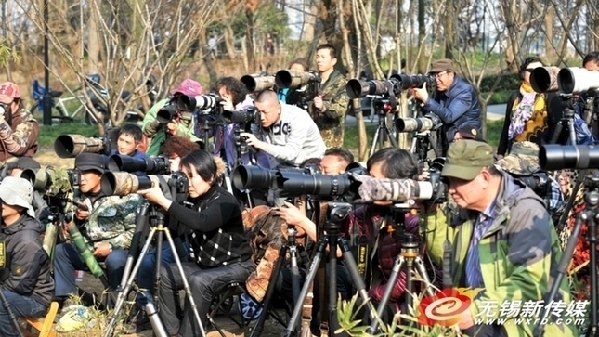Paradise for birds in Wuxi wetland park