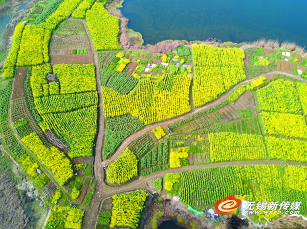 Resplendent flowers wake up in Wuxi