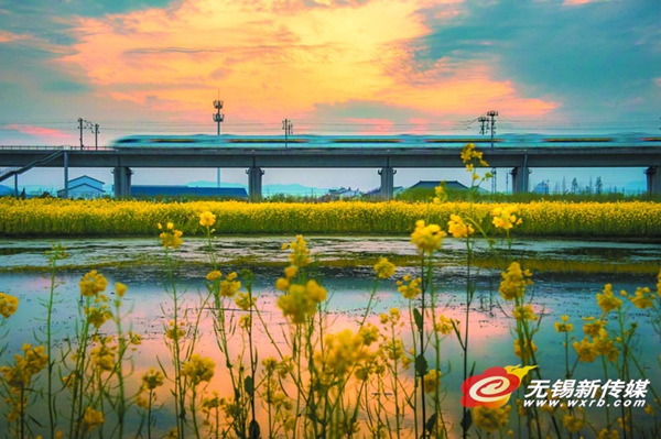 Resplendent flowers wake up in Wuxi