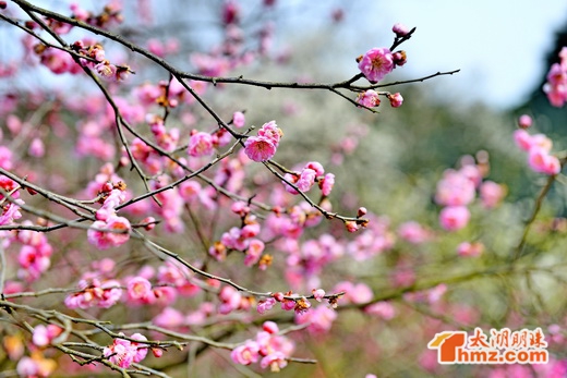 Spring Festival a great time to admire plum blossoms