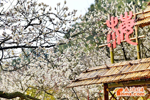 Spring Festival a great time to admire plum blossoms