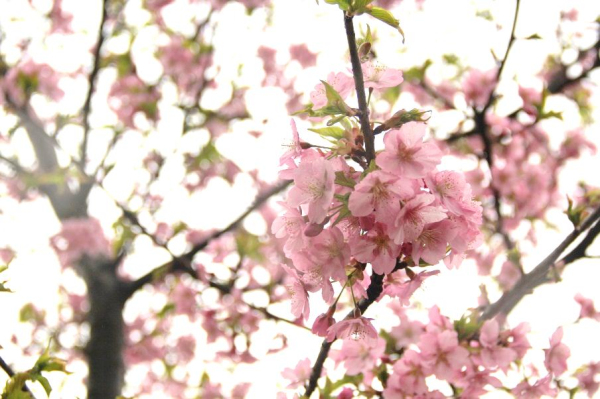 Wuxi's annual cherry blossom festival to make spring pink
