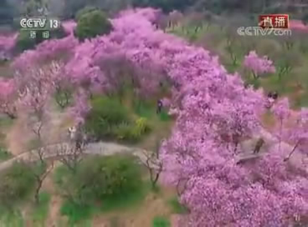 Wuxi Plum Garden shown on CCTV