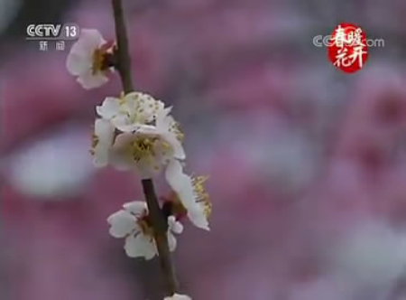 Wuxi Plum Garden shown on CCTV