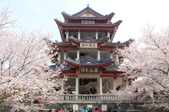 2018 Wuxi Intl Cherry Blossom Week beckons