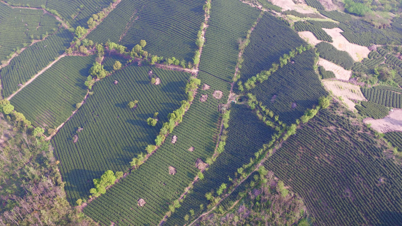 Rural revitalization comes with pristine environment in Yixing