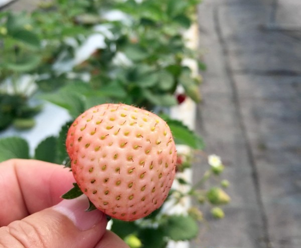 Yixing's pineberry wins gold medal in national competition