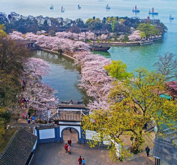 Colorful events feature in annual Cherry Blossom Festival