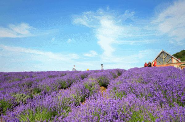 Lavender bloom in Wuxi ahead of Dragon Boat Festival