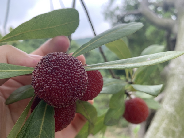 Time to pick waxberries in Mashan