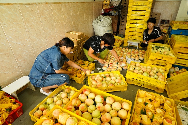 Yangshan: home of honey peaches