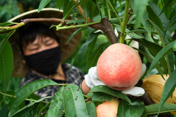 Yangshan Honey Peach eyes global markets