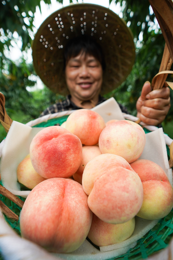 Yangshan Honey Peach eyes global markets