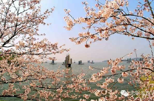 Yuantouzhu International Cherry Blossom Festival to raise curtain on March 18