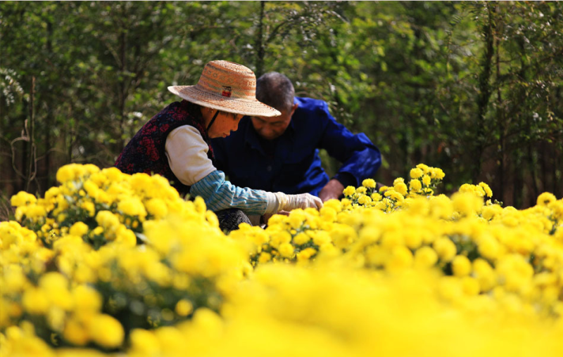 Shanlian village: making farmers rich through ecological construction