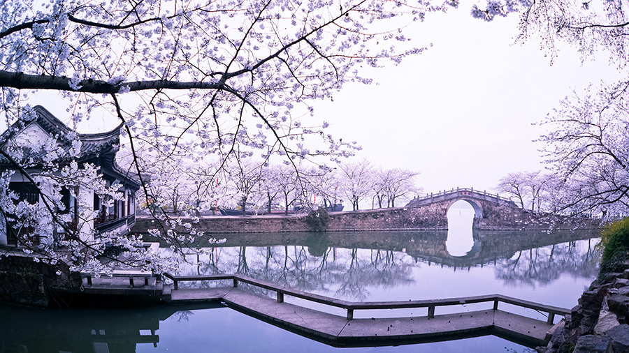 Cherry blossoms add to tranquil beauty of Wuxi