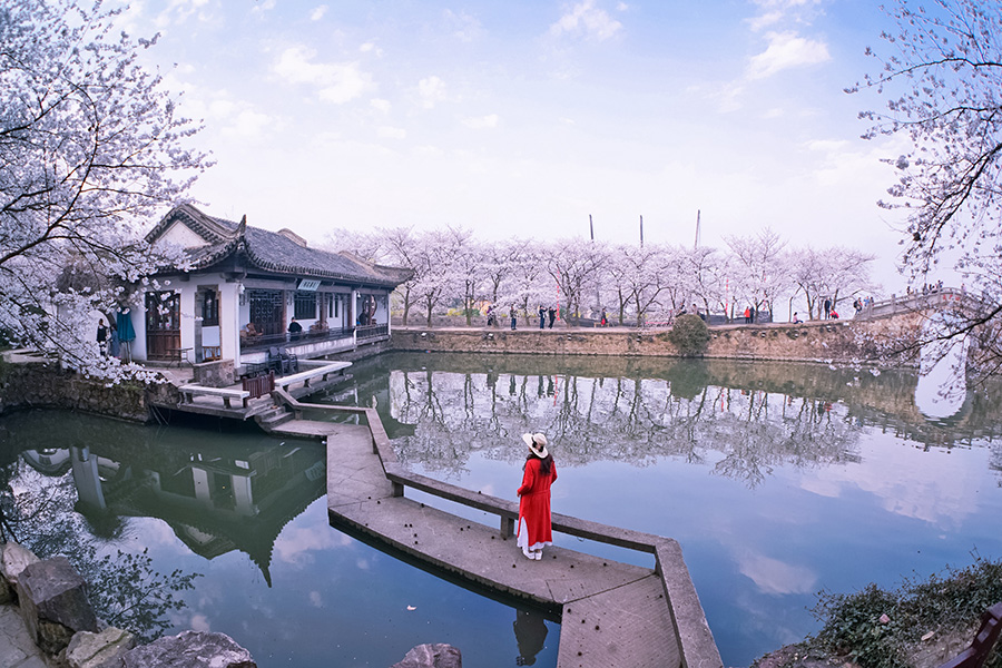 Cherry blossoms add to tranquil beauty of Wuxi