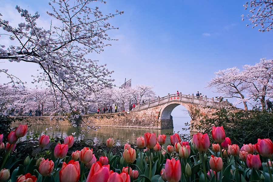 Cherry blossoms add to tranquil beauty of Wuxi