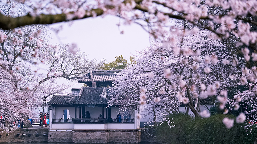 Cherry blossoms add to tranquil beauty of Wuxi