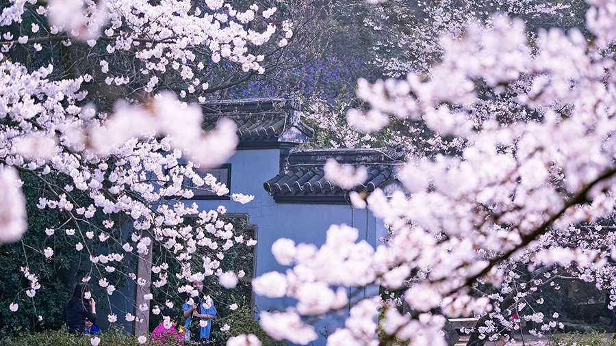 Cherry blossoms add to tranquil beauty of Wuxi