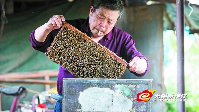 Wuxi beekeeper hopes for sweeter future