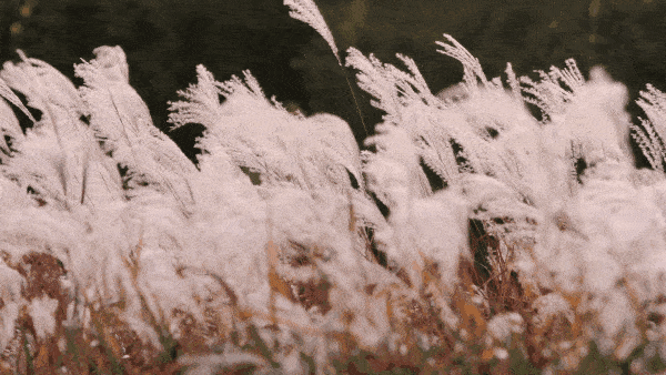 Reed flowers seen blooming in port city