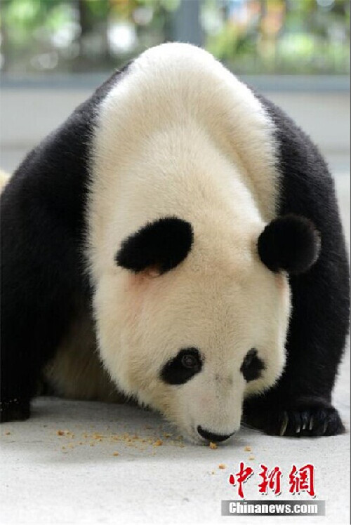 Pandas enjoy moon cakes at Taihu Lake National Wetland Park