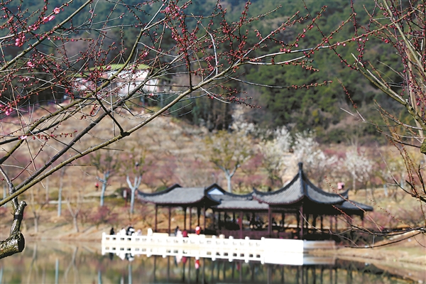 Plum blossoms spring to life in Xiangshan