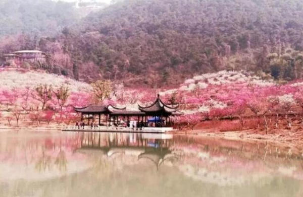 Have a date with plum blossoms at Xiangshan Mountain