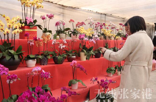Taiwan flower-lover creates sea of butterfly orchids in Zhangjiagang