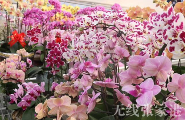 Taiwan flower-lover creates sea of butterfly orchids in Zhangjiagang