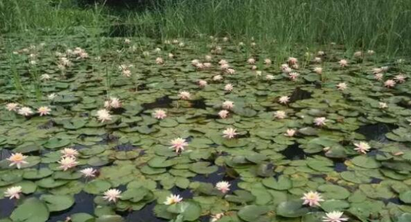 Water lilies bloom at Jiyang Lake