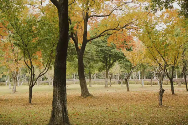 Zhangjiagang embraces autumn colors