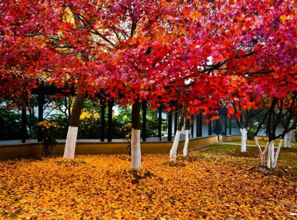 Zhangjiagang embraces autumn colors