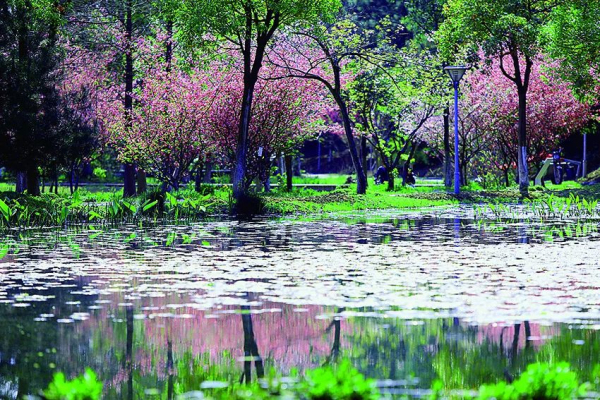Jiyang Lake Ecological Wetland, a stunning natural oasis