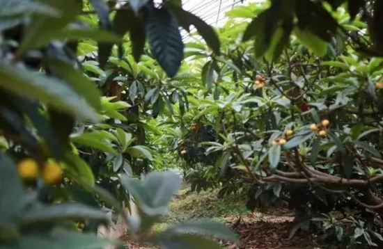 Time to pick loquats in Shuangshan Island