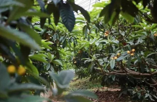 Time to pick loquats in Shuangshan Island