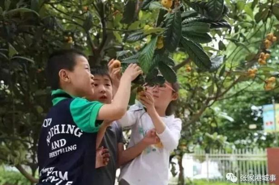 Time to pick loquats in Shuangshan Island