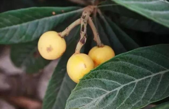 Time to pick loquats in Shuangshan Island