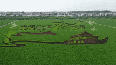 Amazing rice fields seen in Zhangjiagang